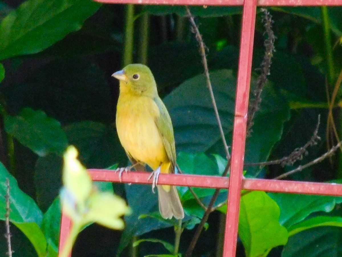 Painted Bunting - ML617357741