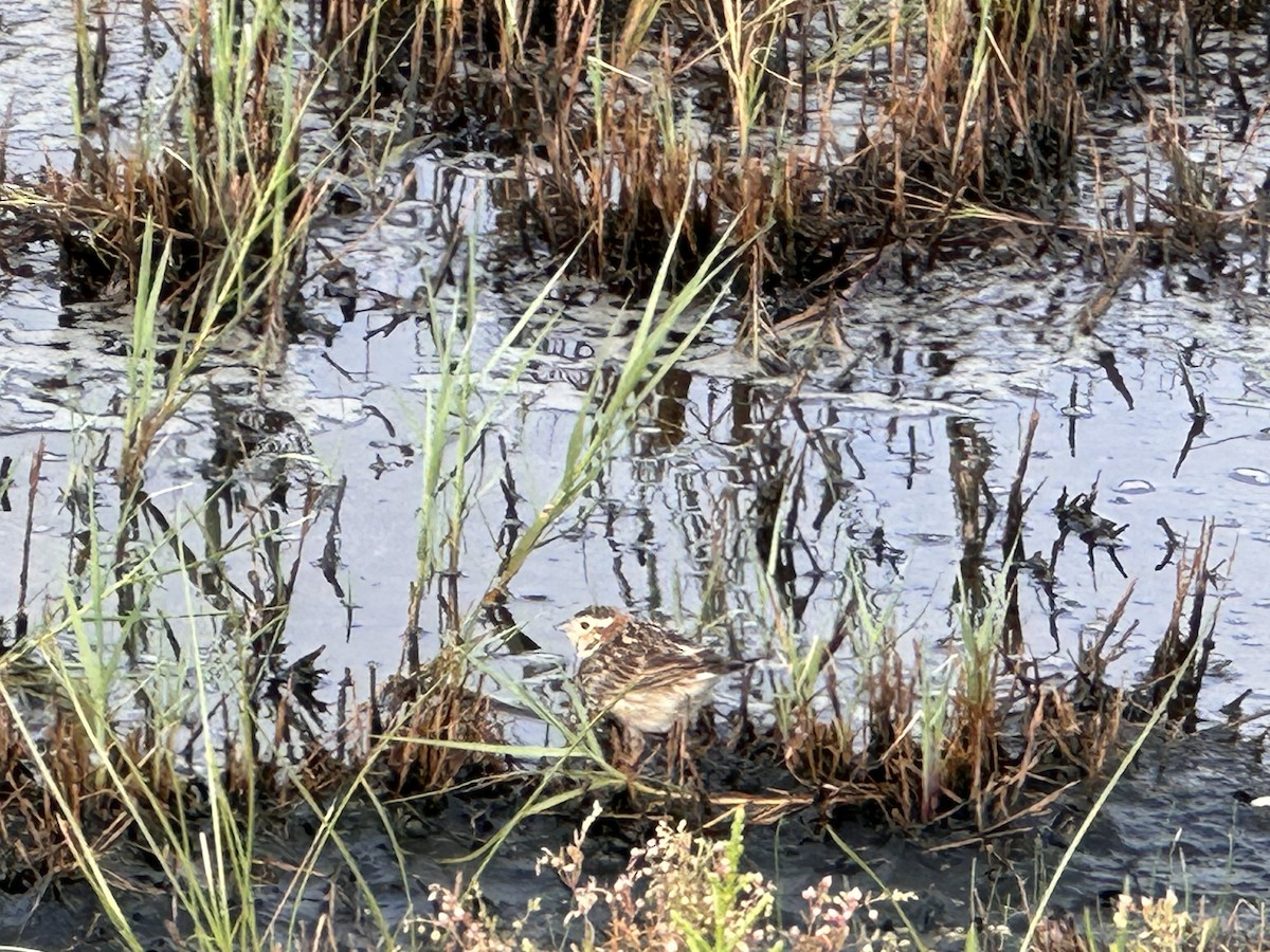 Chestnut-collared Longspur - ML617357748