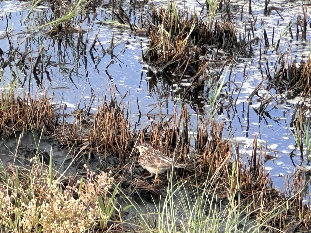 Chestnut-collared Longspur - ML617357749