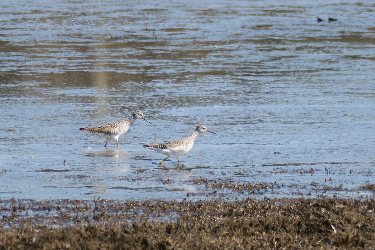 Lesser Yellowlegs - Michael Simmons