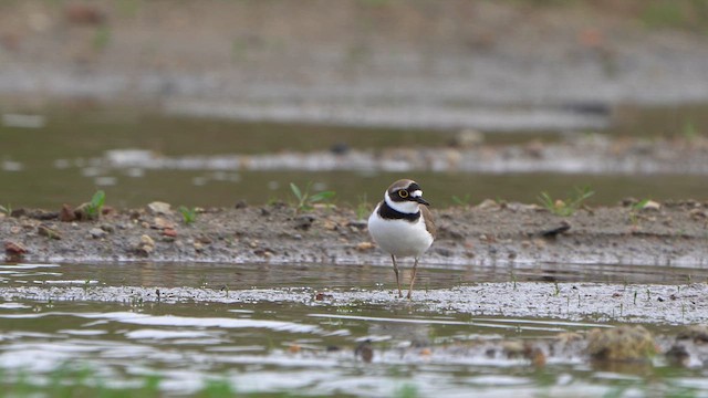 Little Ringed Plover - ML617357776