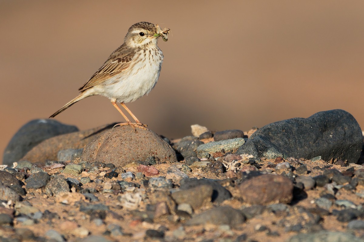 Berthelot's Pipit - ML617357779