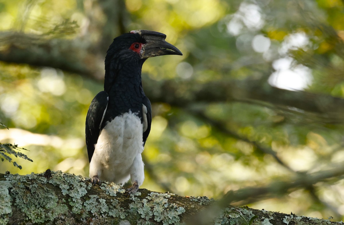 Trumpeter Hornbill - ML617357804