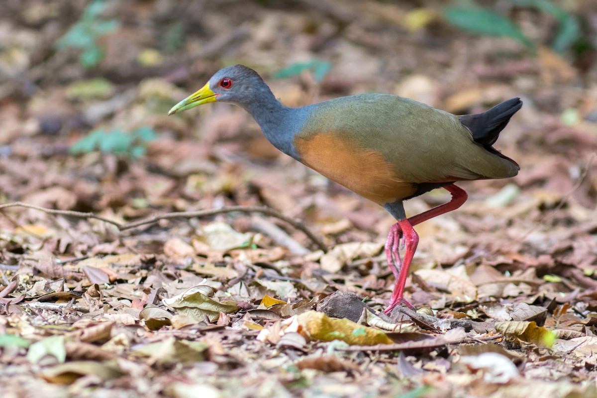 Gray-cowled Wood-Rail - ML617357860