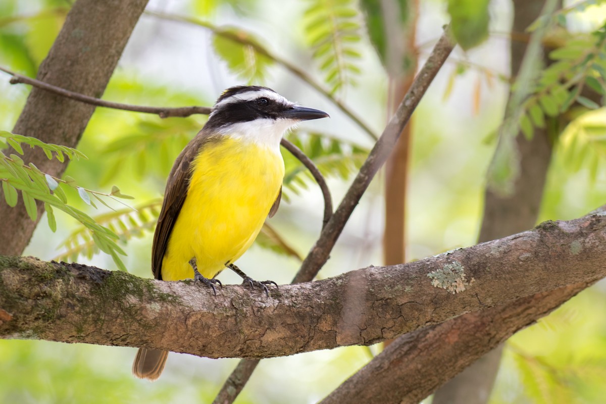 Great Kiskadee - ML617357889