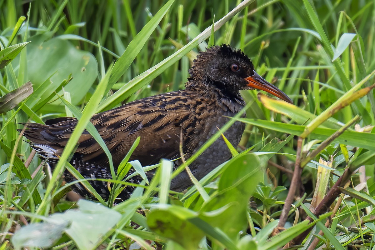 Brown-cheeked Rail - ML617357891