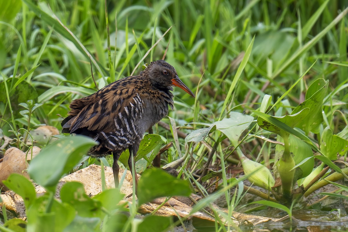 Brown-cheeked Rail - ML617357892