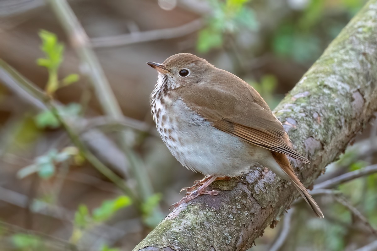 Hermit Thrush - Adam Jackson