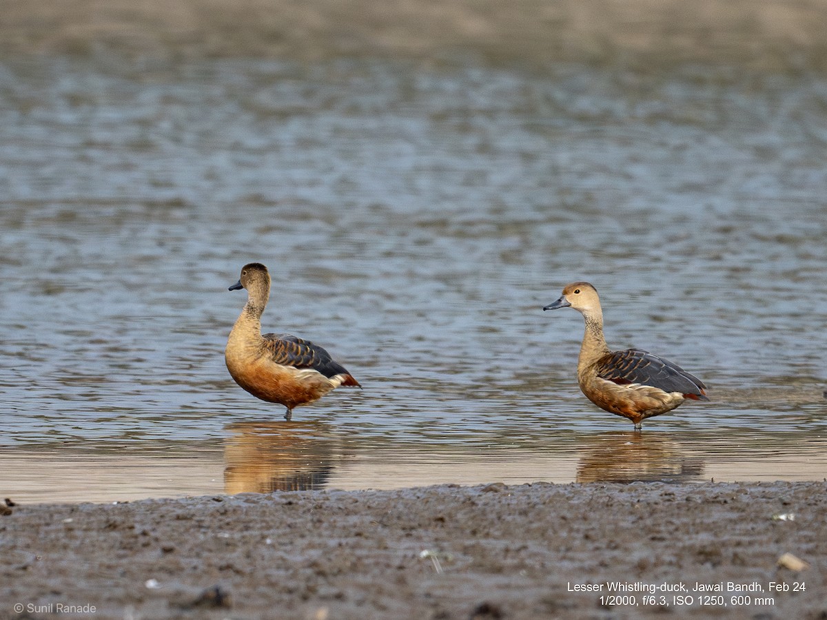 Lesser Whistling-Duck - Sunil Ranade