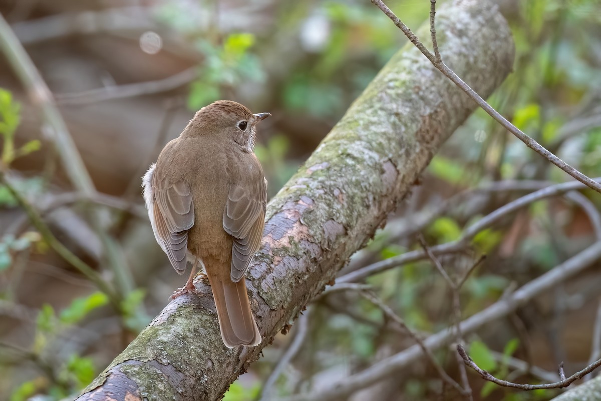 Hermit Thrush - ML617357898