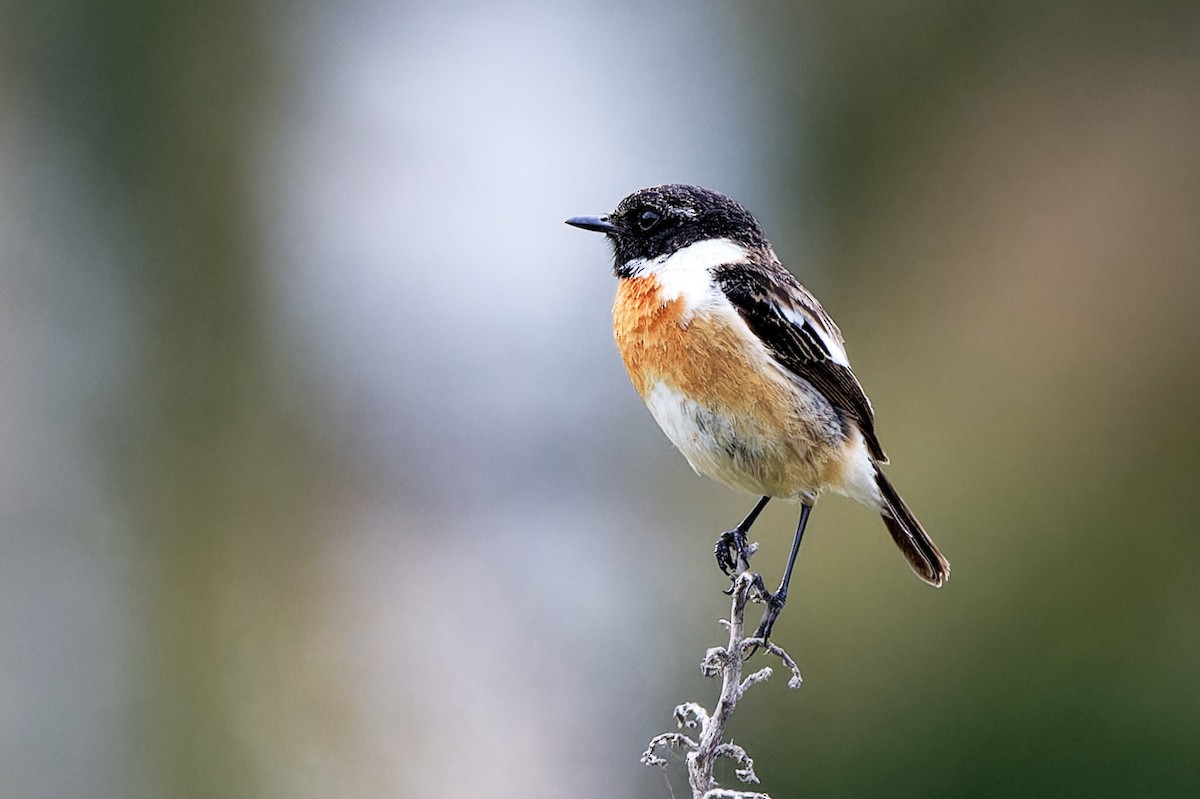 European Stonechat - Andrew Jarwick