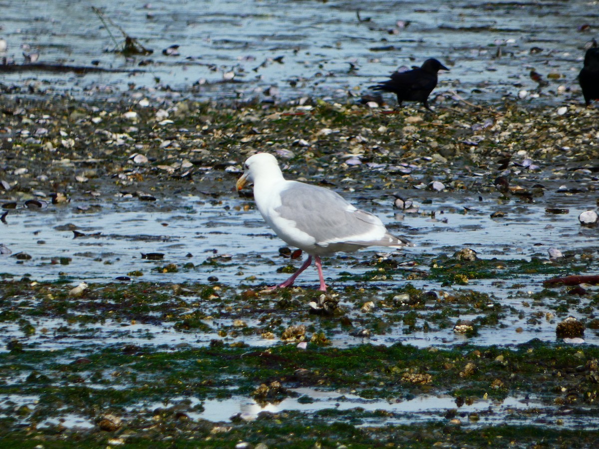 Western x Glaucous-winged Gull (hybrid) - Aldrin Leung