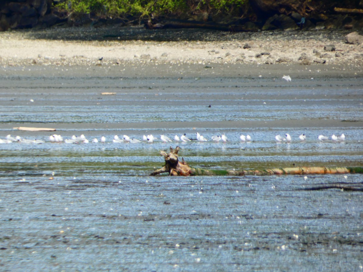 tanımsız Laridae sp. - ML617357942