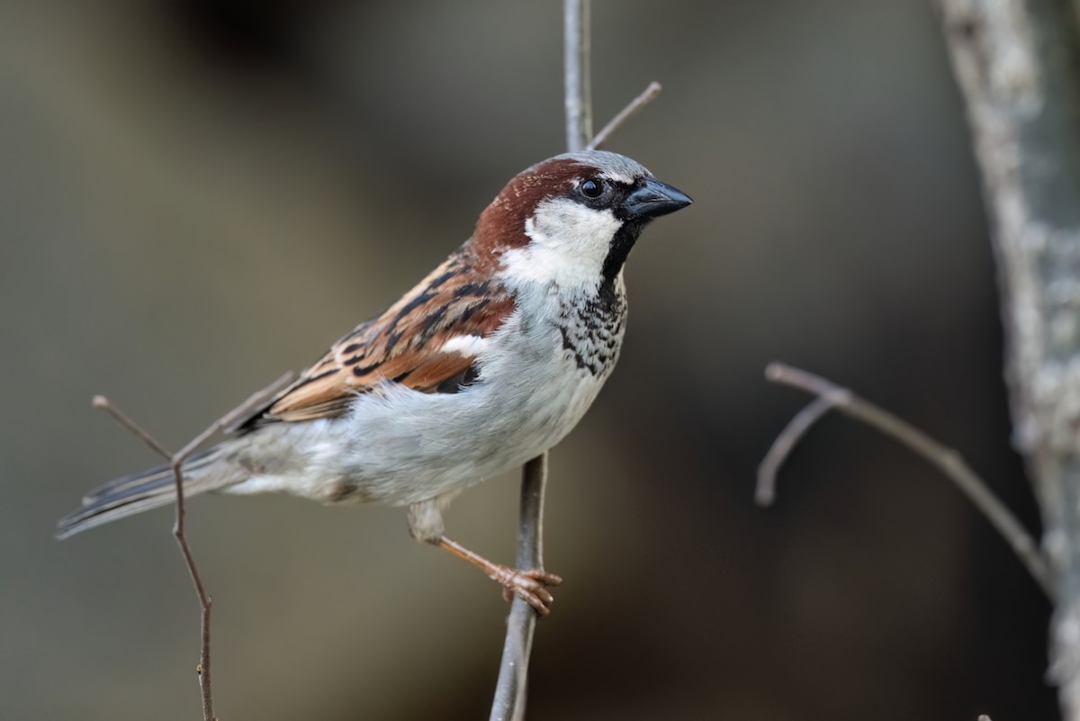 House Sparrow - ML617357946