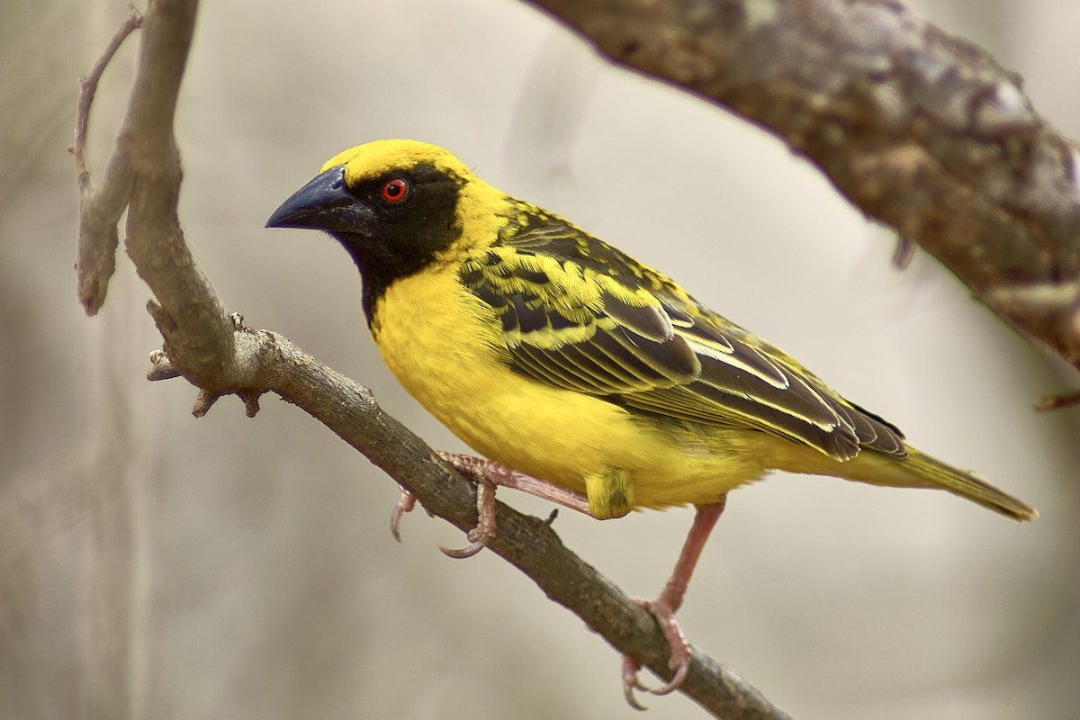 Village Weaver (Spot-backed) - ML617358023