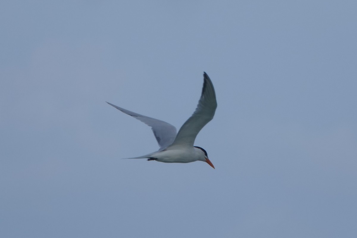 Royal Tern - ML617358035