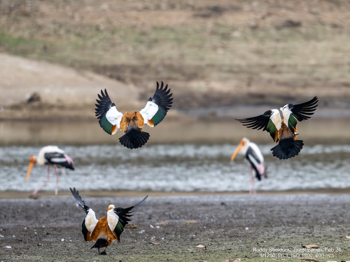 Ruddy Shelduck - ML617358048