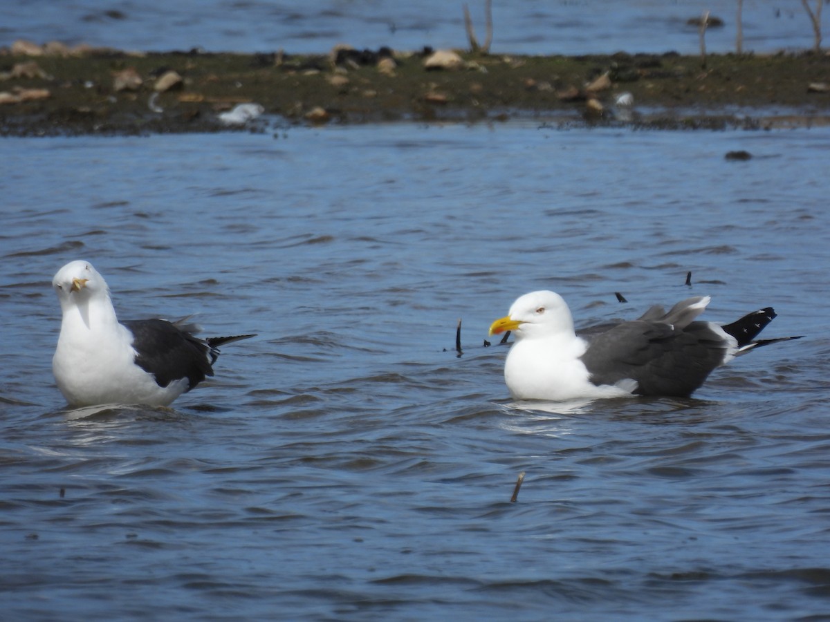 Great Black-backed Gull - ML617358055