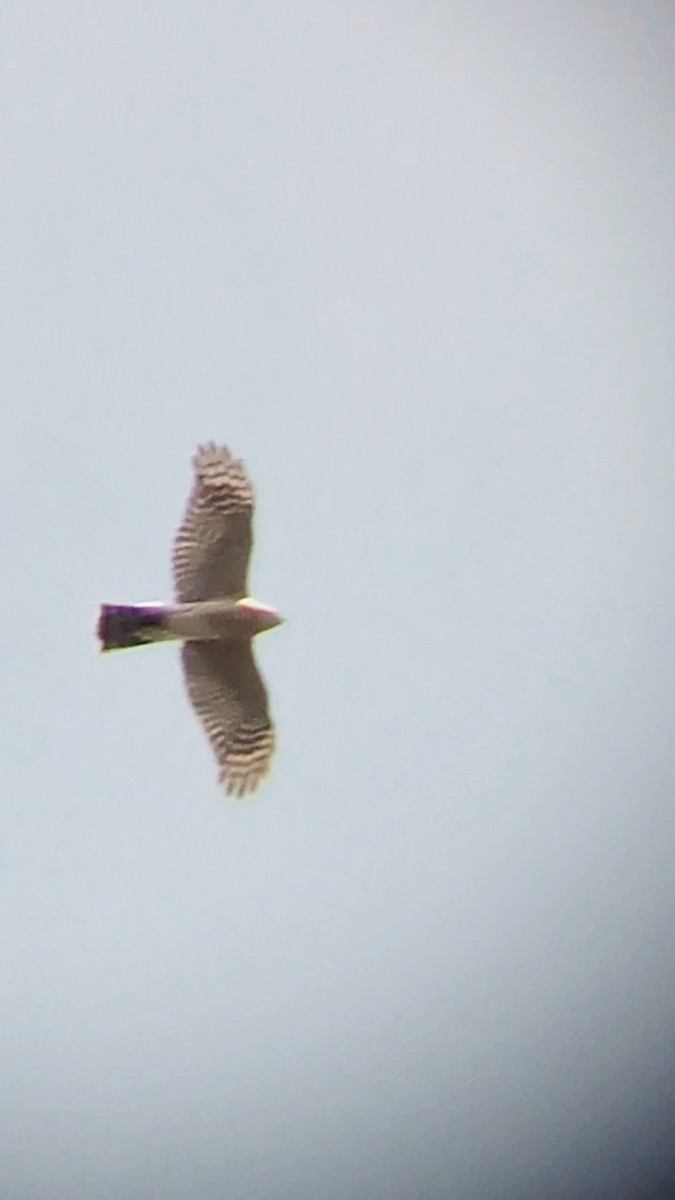 Eurasian Sparrowhawk - ML617358109