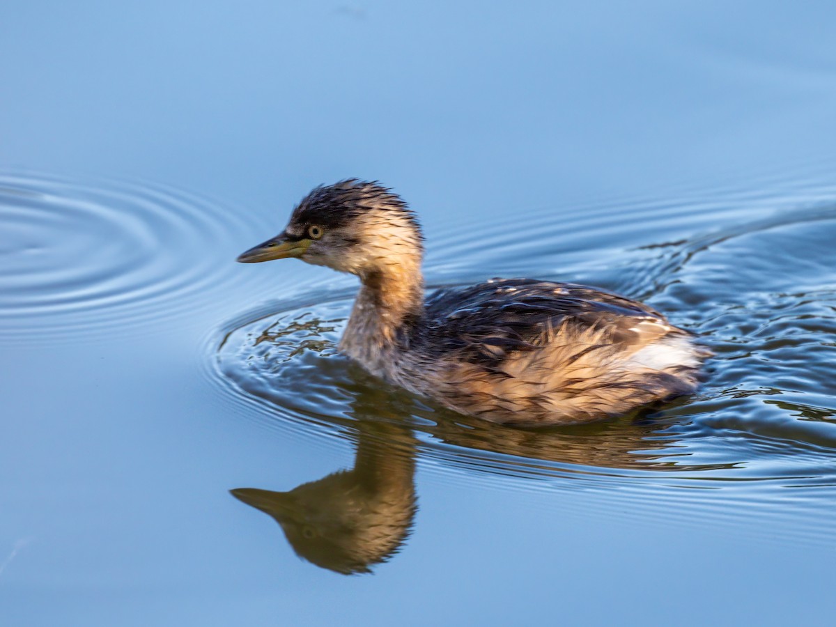 Australasian Grebe - ML617358110