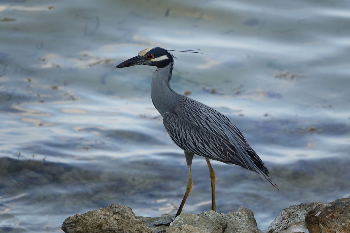 Yellow-crowned Night Heron - ML617358114