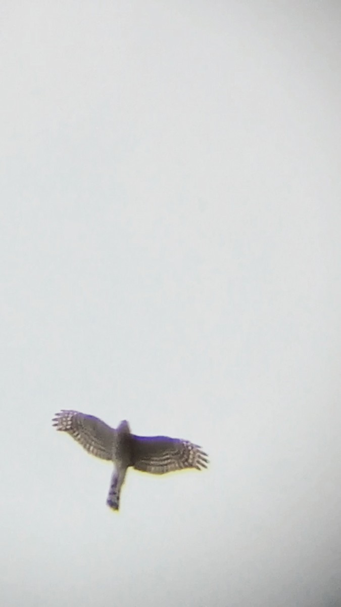 Eurasian Sparrowhawk - ML617358115