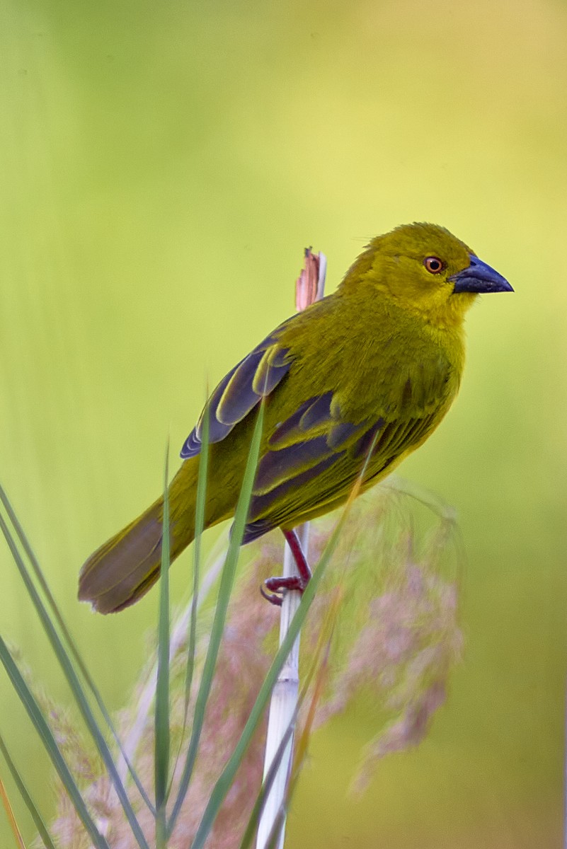 Olive-headed Weaver - ML617358122