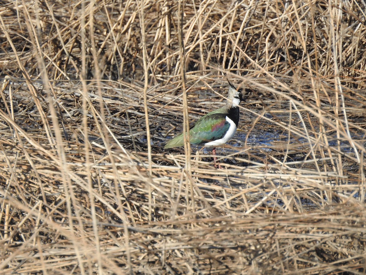 Northern Lapwing - ML617358123