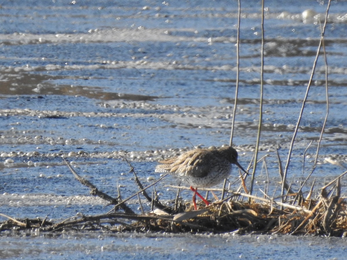 Common Redshank - ML617358127