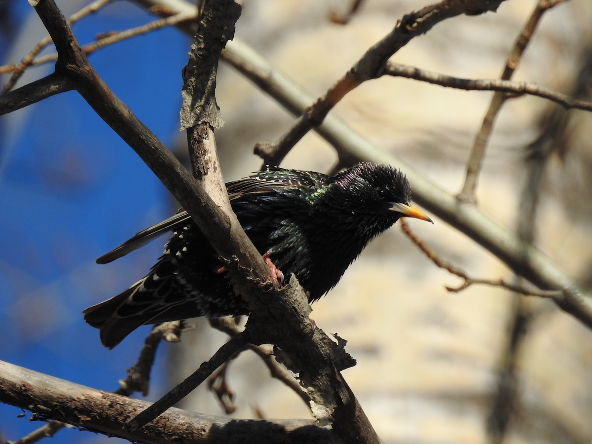 European Starling - ML617358143