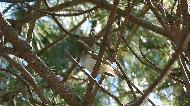 Western Bonelli's Warbler - ML617358149