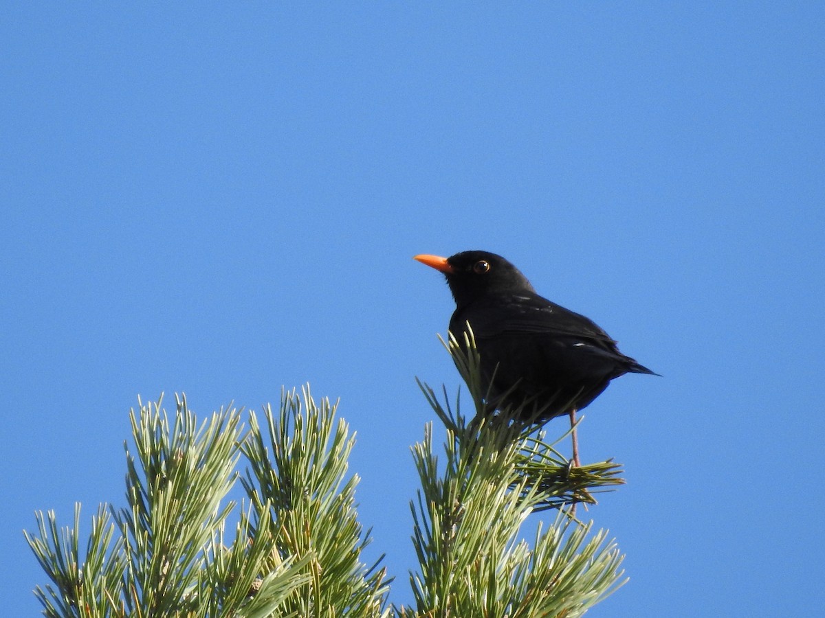 Eurasian Blackbird - ML617358152