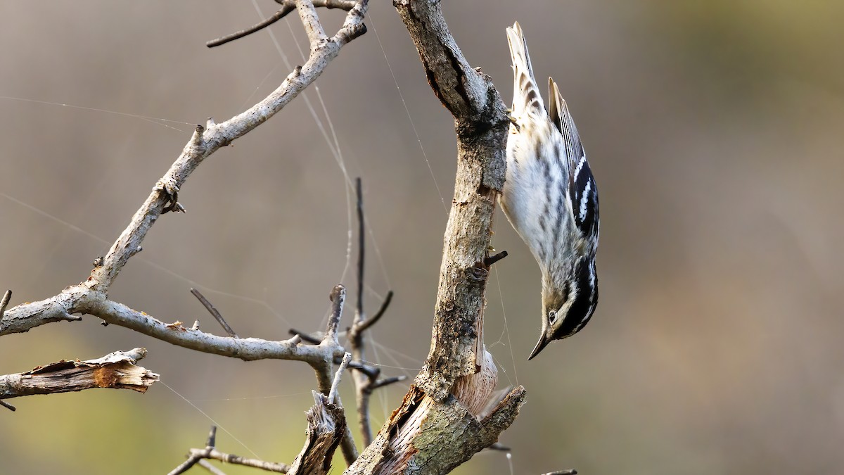 Black-and-white Warbler - ML617358159