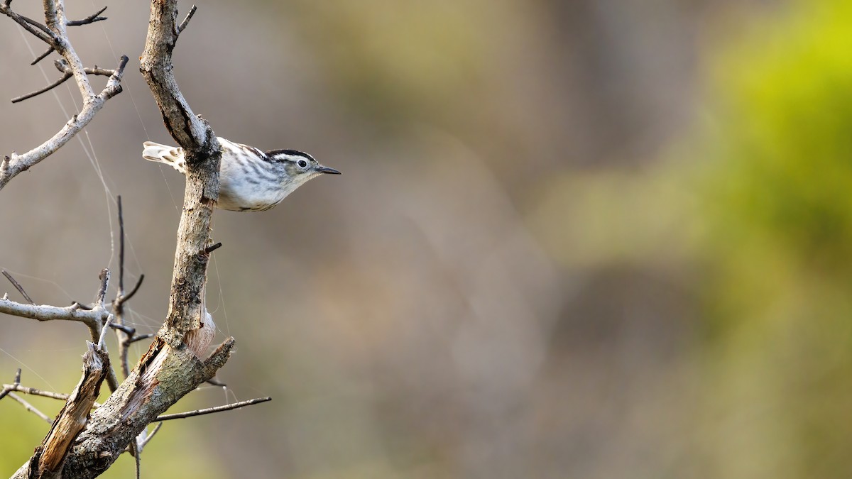 Black-and-white Warbler - ML617358162