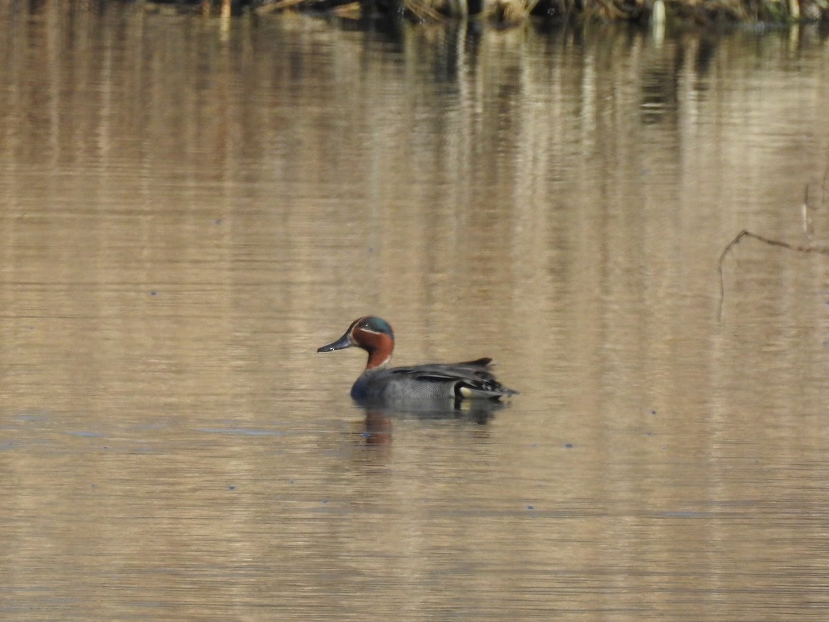 Green-winged Teal - ML617358170