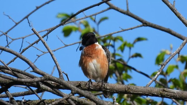 European Stonechat - ML617358174