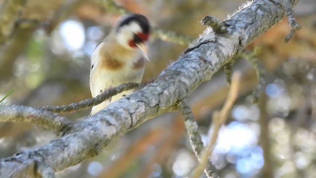 Chardonneret élégant - ML617358183