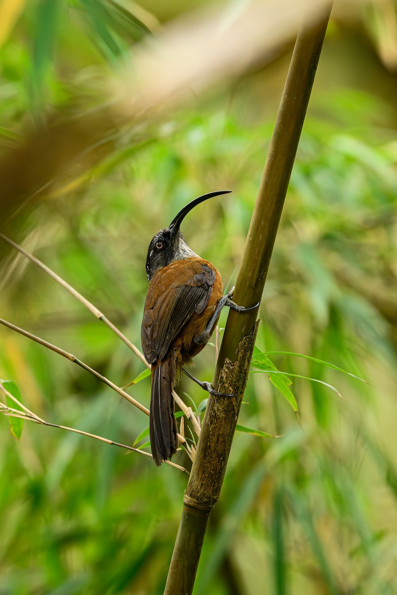 Slender-billed Scimitar-Babbler - Sudhir Paul