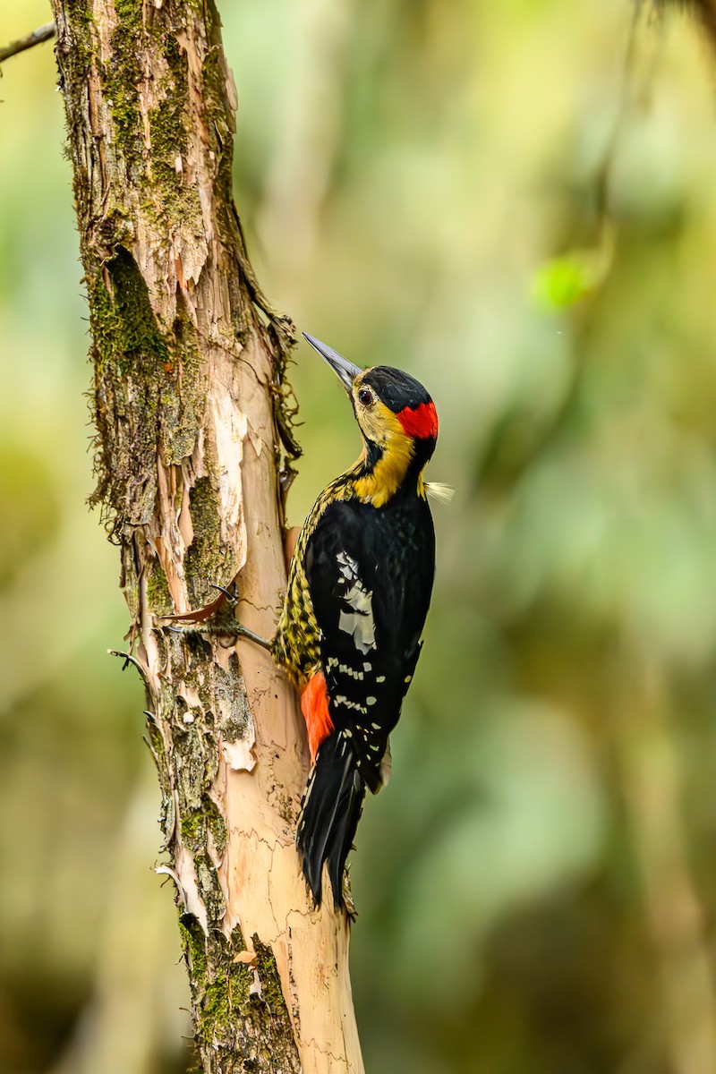 Darjeeling Woodpecker - ML617358187
