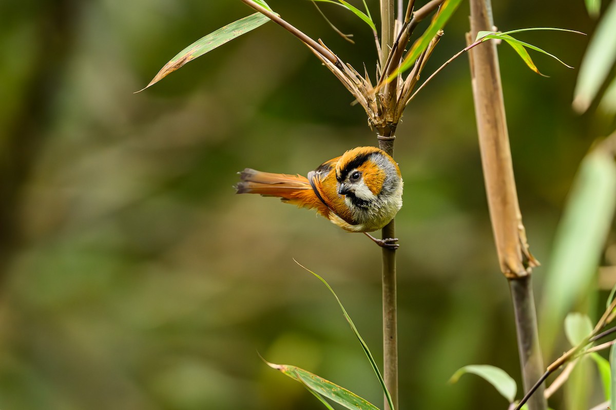 Black-throated Parrotbill - ML617358188