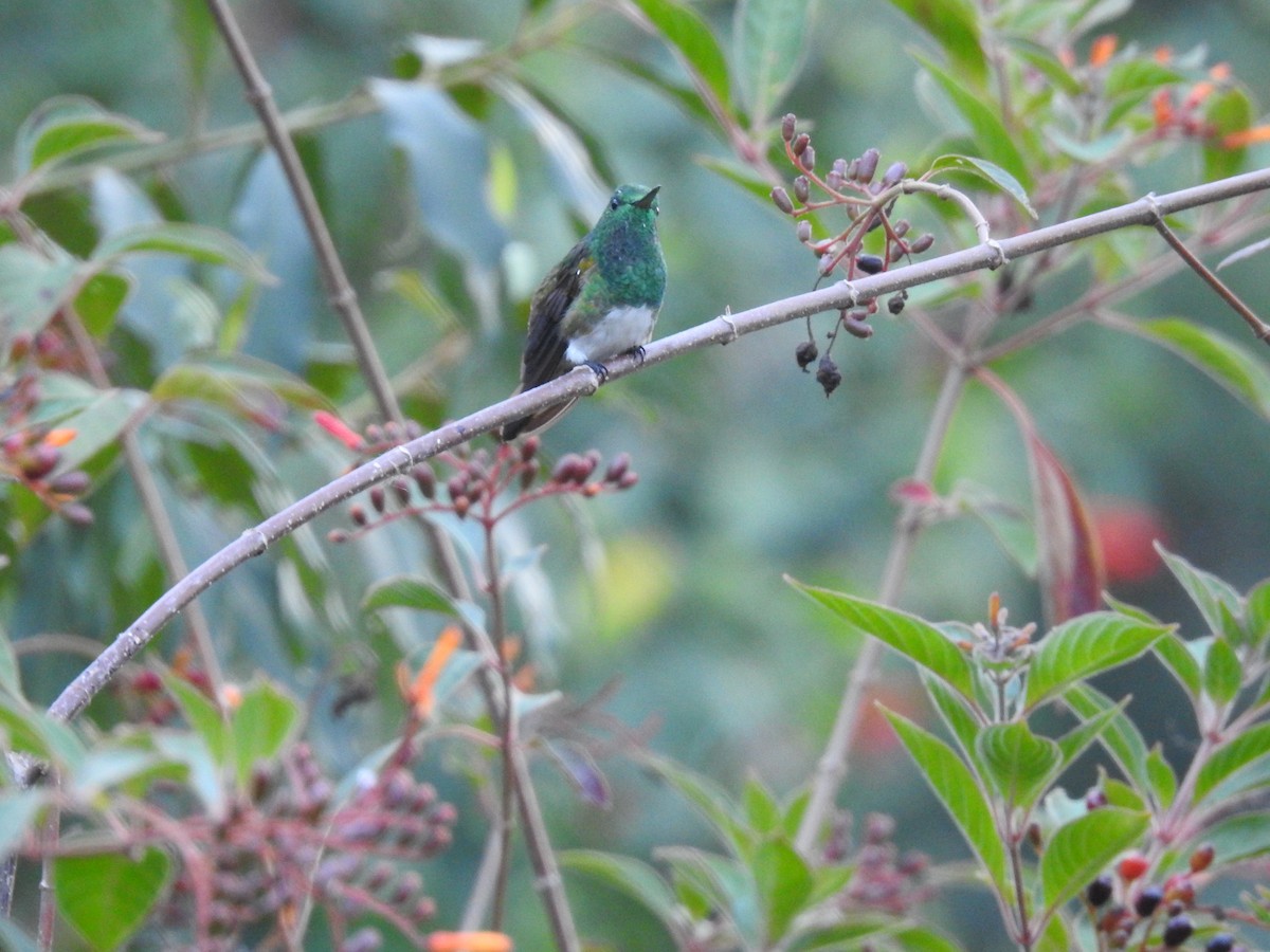 Snowy-bellied Hummingbird - ML617358189