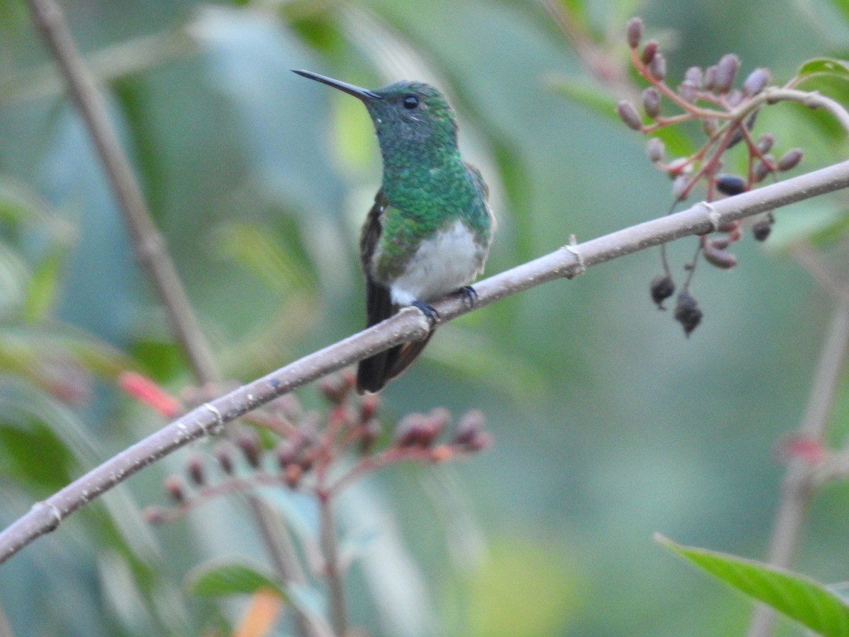 Snowy-bellied Hummingbird - ML617358193