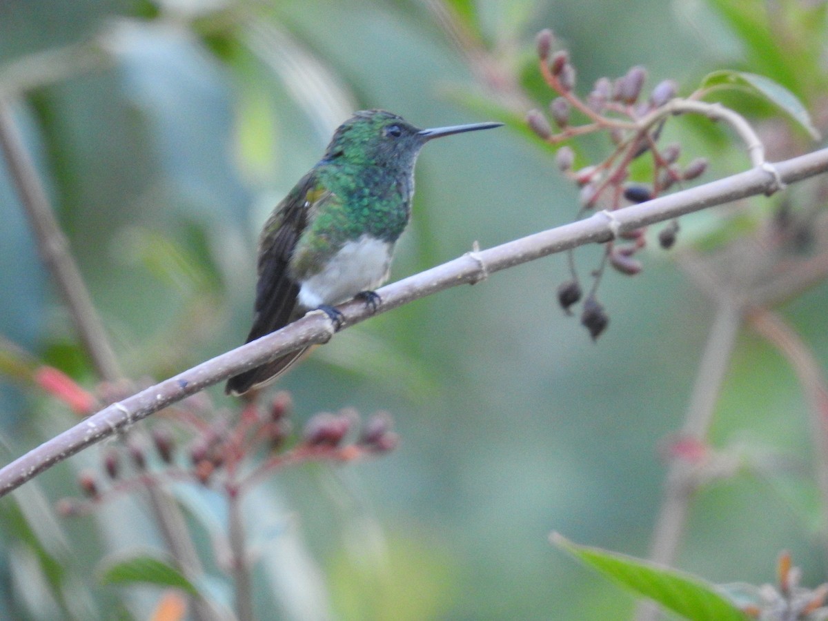 Snowy-bellied Hummingbird - ML617358195