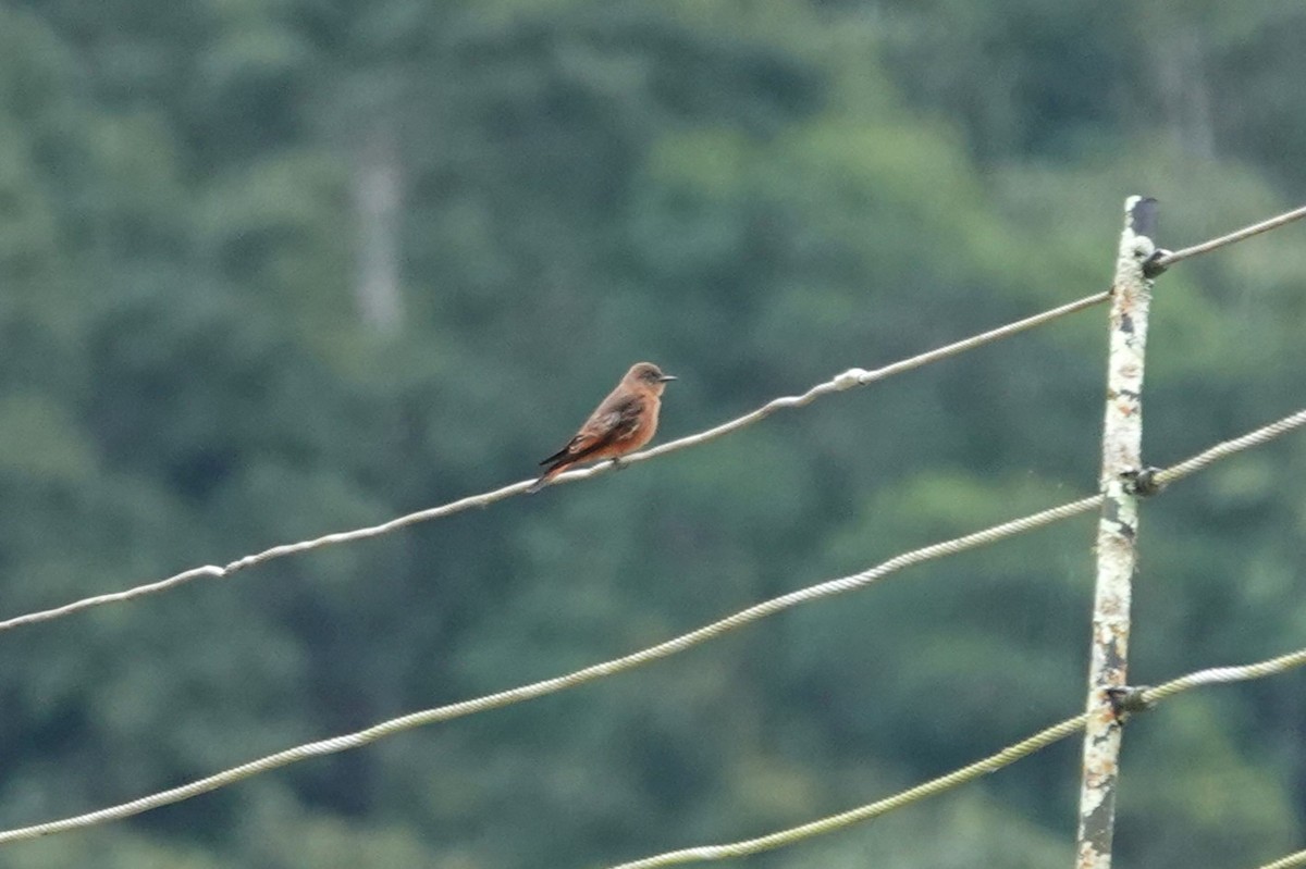 Cliff Flycatcher (Swallow) - ML617358198