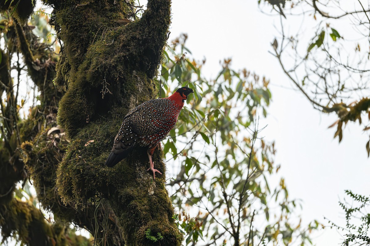 Satyr Tragopan - ML617358200