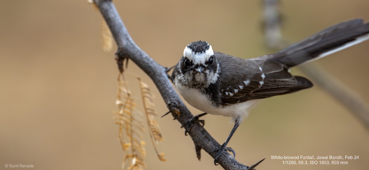 White-browed Fantail - Sunil Ranade