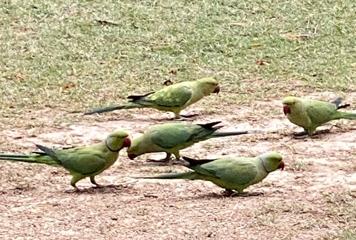 Rose-ringed Parakeet - ML617358227