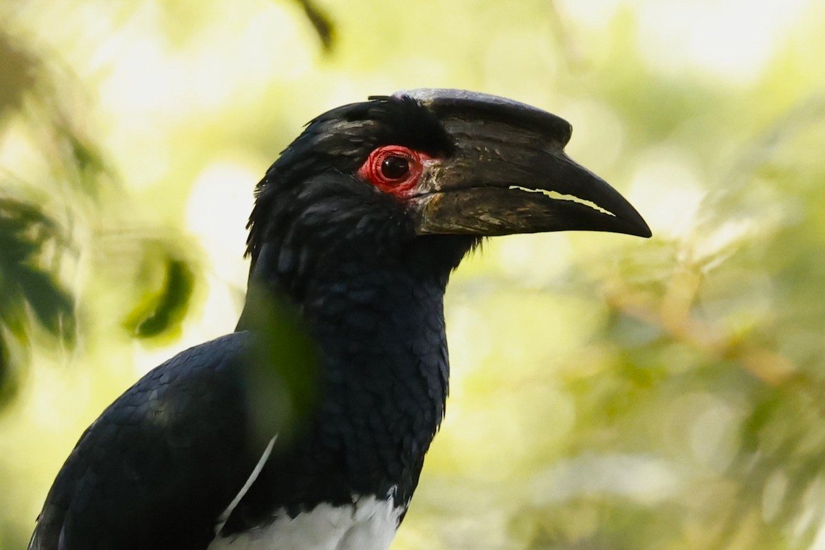 Trumpeter Hornbill - ML617358230