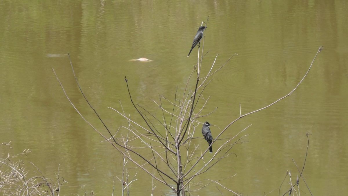 Eastern Kingbird - ML617358275