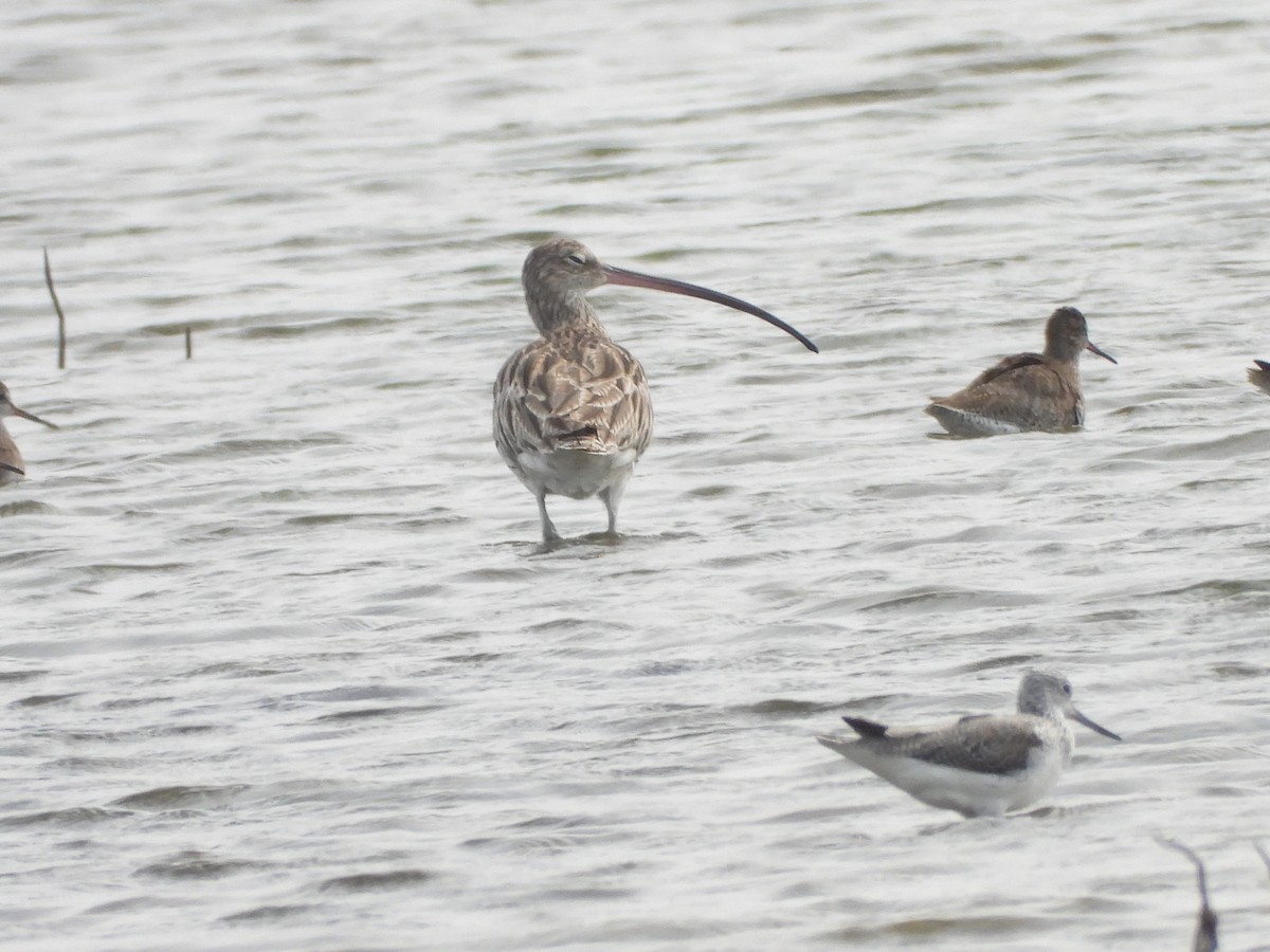 Eurasian Curlew - 尤 俊華